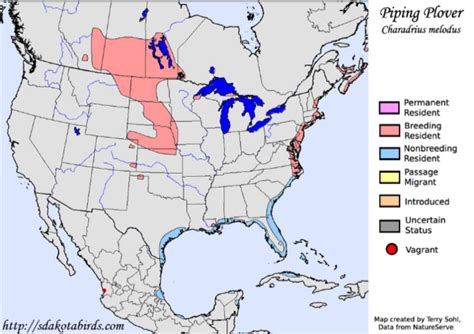 Piping plover | Platte River Recovery Implementation Program