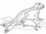 Weddell Seal Coloring Page  Free Printable Pages For Kids sketch template