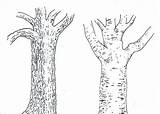 Simple Tree Bark Coloring Pages sketch template