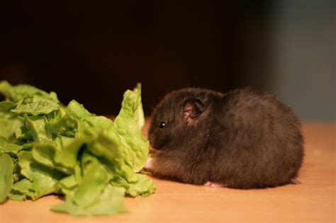 Hamster qui mange | Flickr - Photo Sharing!