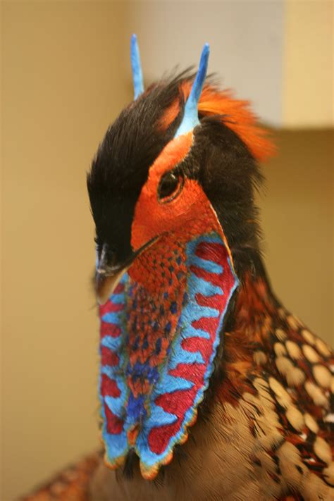 golden pheasant | Bizarre animals, Colorful birds, Pet birds