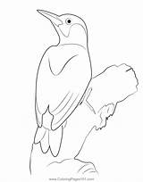 Green Woodpecker Coloring Page For Kids  Free Woodpeckers Printable sketch template