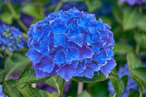 Blue Hydrangea Free Stock Photo - Public Domain Pictures