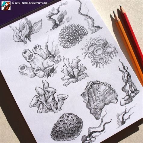 Sketches of corals by lazy-brush on DeviantArt | Coral drawing, Coral ...