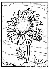 Free Printable Sunflower Coloring Pages Web Page No  sketch template