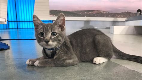 Pet of the Week: 3-month-old kitten named Jerry | abc7.com