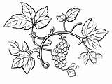 Vines Coloring Page For Download  sketch template
