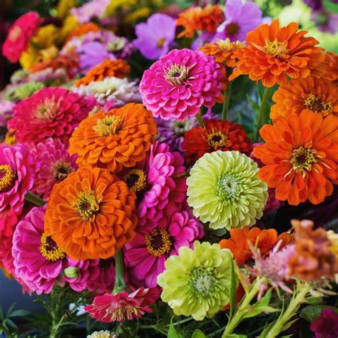 Flower Farmer, Fresh Cut Flowers, Farmers Market, Plants, Beauty, Joy, Bagels, Plant, Beauty ...