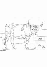 Longhorn Cow coloring Page sketch template