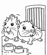 10 Adorable Guinea Pig Coloring Pages – Craftwhack sketch template