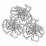 Stargazer Lily Drawing Sketch Coloring Page sketch template