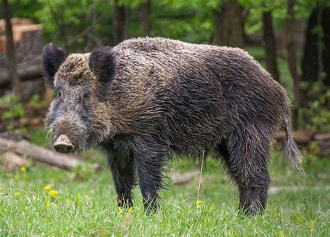 Wild boar - Wikipedia