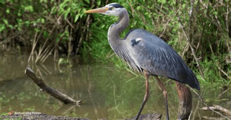 Simple Guide To Heron Symbolism And Meaning In 2025