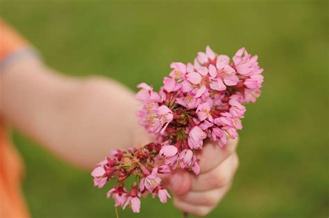 Free Hand Holding Flowers Stock Photo - FreeImages.com