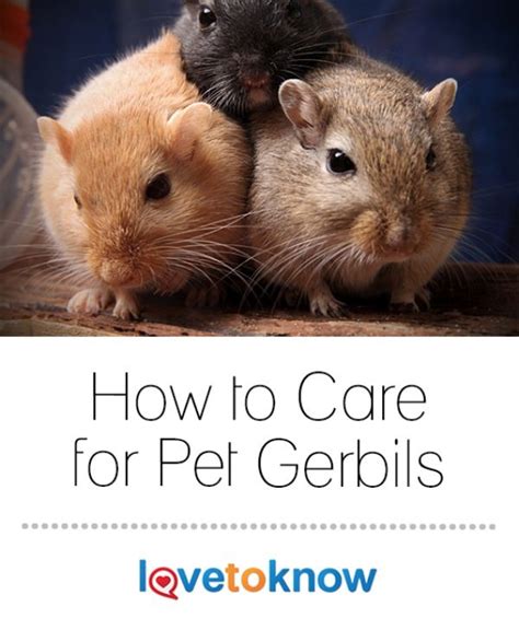 How to Care for a Gerbil: Housing, Food & Health Advice | LoveToKnow ...