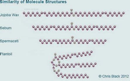 Spermaceti Structure