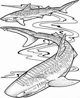 Shark Coloring Pages For Adults  ColoringBay sketch template