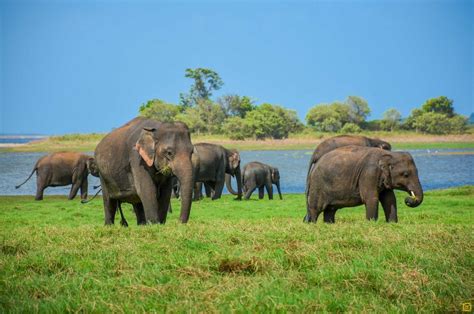 Day Tour To Wilpattu National Park From Negombo | Day Tour To Wilpattu ...