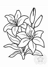 Two Lilies Flower coloring Page  Flowers Templates sketch template