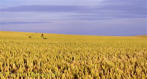 Wheat field panorama photo WP03535