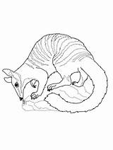 Anteater Coloring Pages  Printable & Free For Kids sketch template