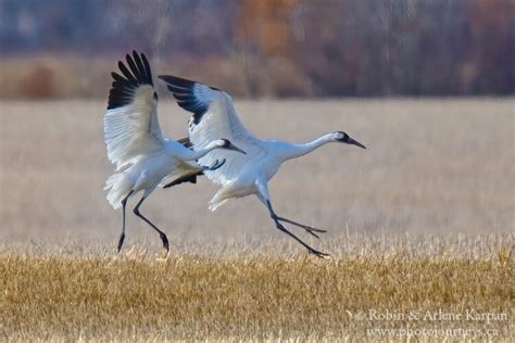 Photographing the Amazing Whooping Crane Migration in Saskatchewan ...