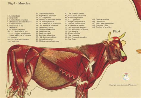Vintage Anatomical Chart of the Cow 24 X 36