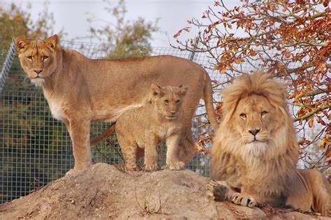 Linton Zoo: Lion Family - a photo on Flickriver