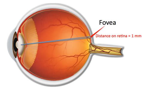 Fovea detector : r/oculus