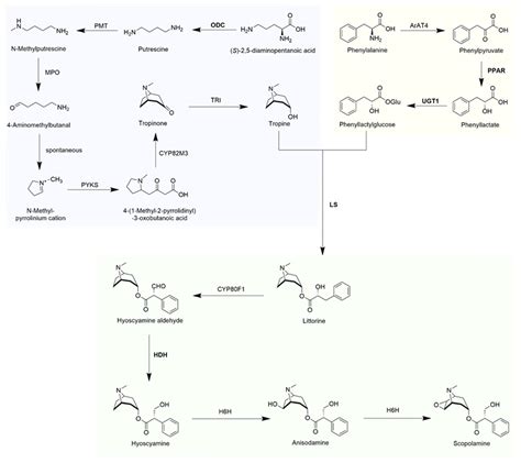 Plants | Free Full-Text | Metabolic Effects of Elicitors on the Biosynthesis of Tropane ...