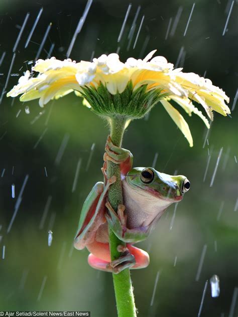 Frogs Climb Flowers to Hide From the Rain, and 6 Other Animals That ...