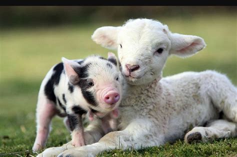 Farm Animals List, Facts, and Pictures