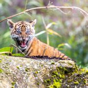 Adorable twin Sumatran tiger cubs emerge from their den for the first time! | Chester Zoo