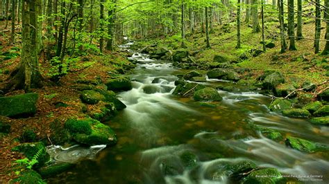 HD wallpaper: Bavarian Forest National Park, Bavaria, Germany, National ...