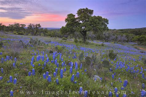 Colors of a Bluebonnet Sunset 2 : Texas Hill Country : Images from Texas