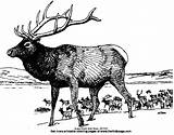 Free Printable Elk Coloring Pages  Home sketch template