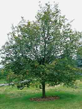 American Hophornbeam | Department of Horticulture