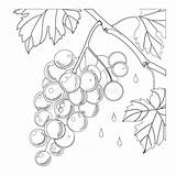 Easy Grapes Coloring Page For Kindergarten Kids Stock Vector  sketch template