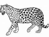 Leopard Coloring Pages Printable For Free Download sketch template
