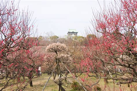 Red Plum Blossoms