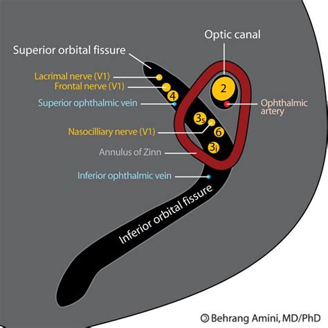 The Annulus of Zinn, also known as annulus tendineus communis, is a ...