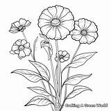 Zinnia Coloring Pages  Free & Printable sketch template