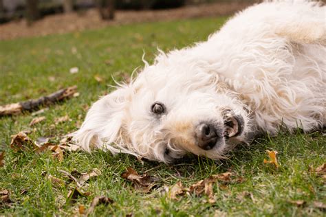 Long Haired Chihuahua Toy Poodle Mix | Wow Blog