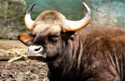 Gaur - Description, Habitat, Image, Diet, and Interesting Facts