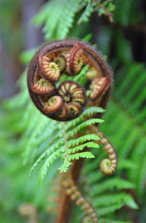 Koru Tree Fern Symbol of New Zealand Stock Image - Image of travel, holiday: 18429861