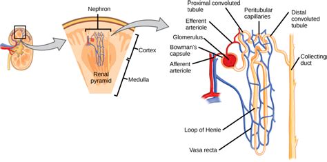 Nephron – Structure | BIO103: Human Biology