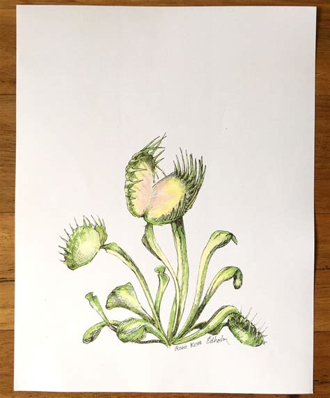 Venus Fly Trap Illustration Print Botanical Art Print - Etsy