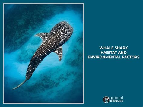 Whale Shark Habitat: Details Discussion By 4 Steps - Animal Discuss