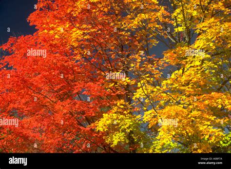 Trees in full fall color near Peacham Vermont AB35578 Stock Photo - Alamy