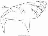 Angry Shark Coloring Page For Kids  Free Sharks Printable sketch template